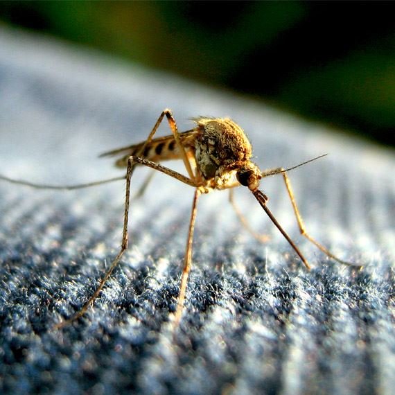 North Rift Exterminators Logo