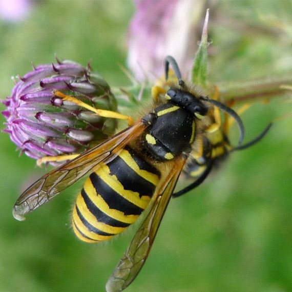 wasps